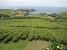 Azory jsou jediným místem Evropy, kde se pěstuje čaj