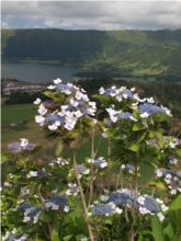 Flóra na Azorech