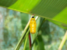 Filipíny - údolí motýlů na ostrově Siquijor