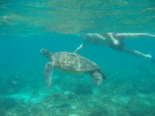 Filipíny - želvy na ostrově Apo