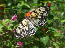 Filipíny - údolí motýlů na ostrově Siquijor
