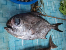 Filipíny - ryba k zakoupení u cesty na ostrově Siquijor