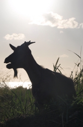 Koza na Dominice při západu slunce
