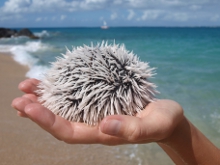Mořský ježek jedlý