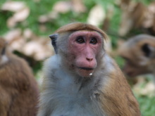 Kandy - opice v botanické zahradě