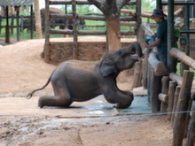 Sloní sirotčinec poblíž Uda Walawe
