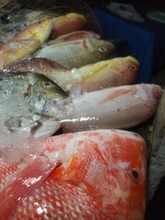 Unawatuna - nabídka ryb