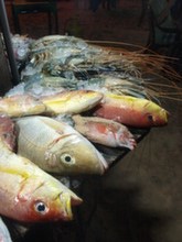 Unawatuna - nabídka ryb