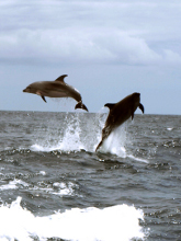 Delfíni na Tenerife