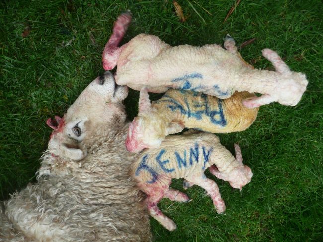Pohoda po ovčím porodu na Novém Zélandu