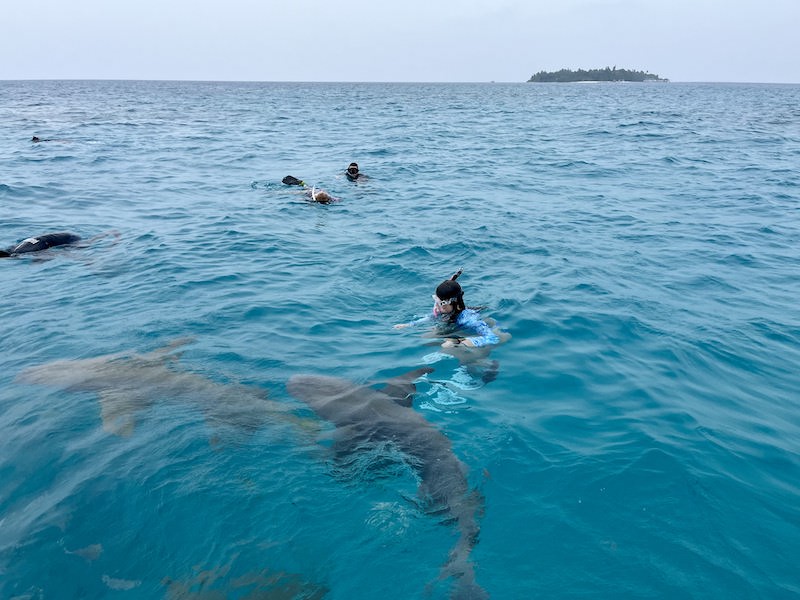 šnorchlování se žraloky