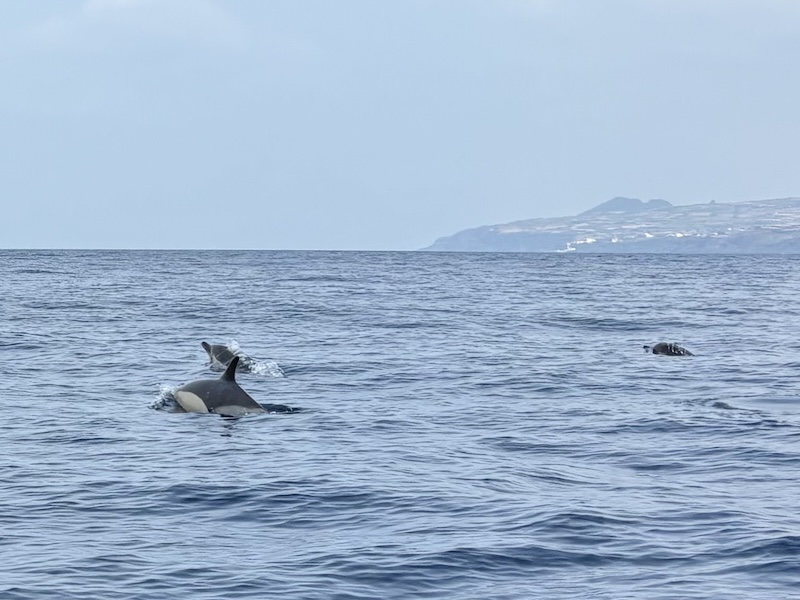 Delfíny na Terceiře