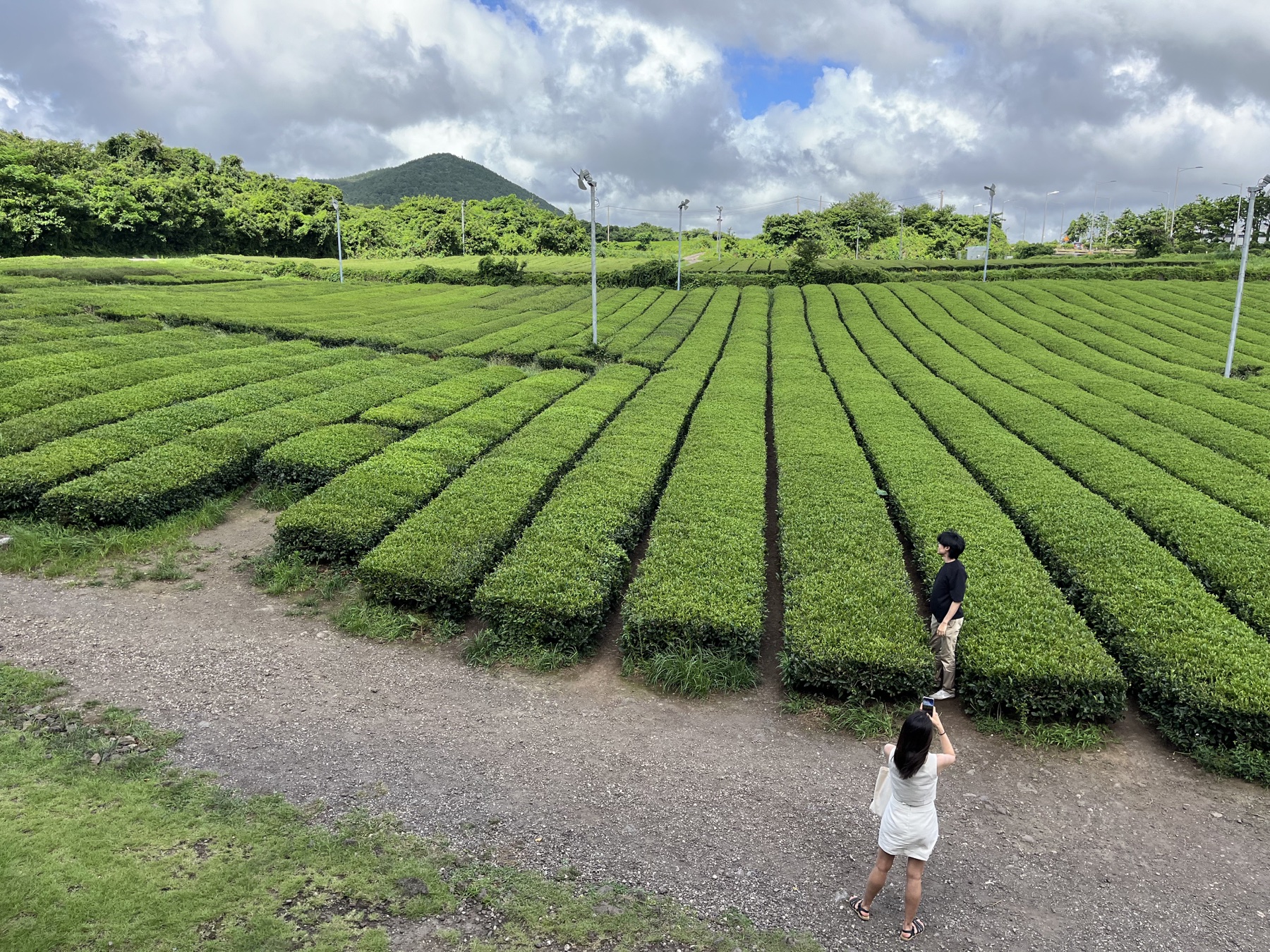 Řady čajovníků na plantážích u Innisfree a O’sulloc na Jeju