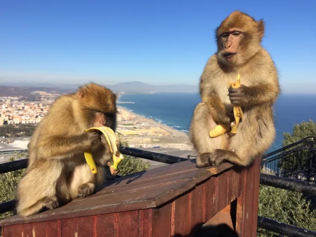 Dva makakové s banány na zábradlí nad Gibraltarem