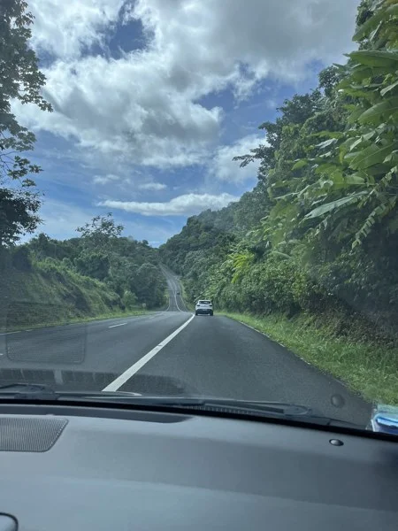 View through the windscreen of a road lined with tropical vegetation